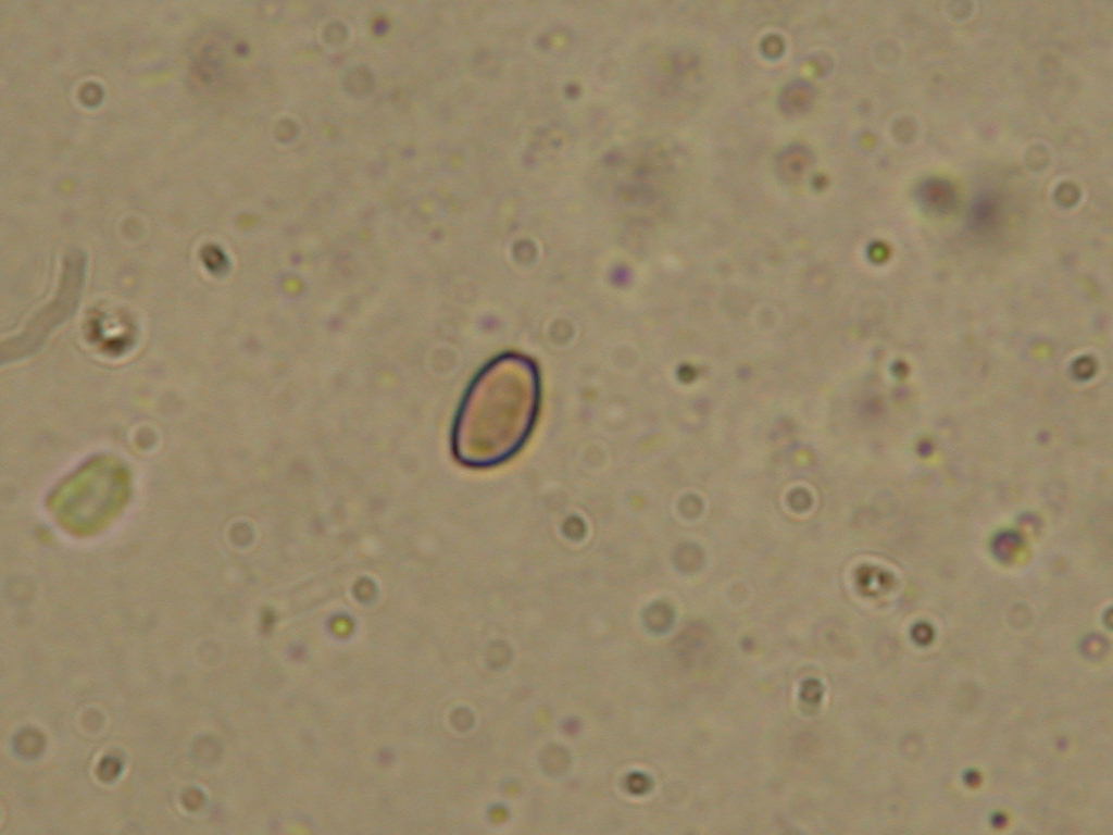 Sar� facile ....  ???   Quizzzz